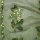 Pailletten 5 mm oliv Stickerei Blume
