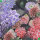 Canvas Digital Blumen